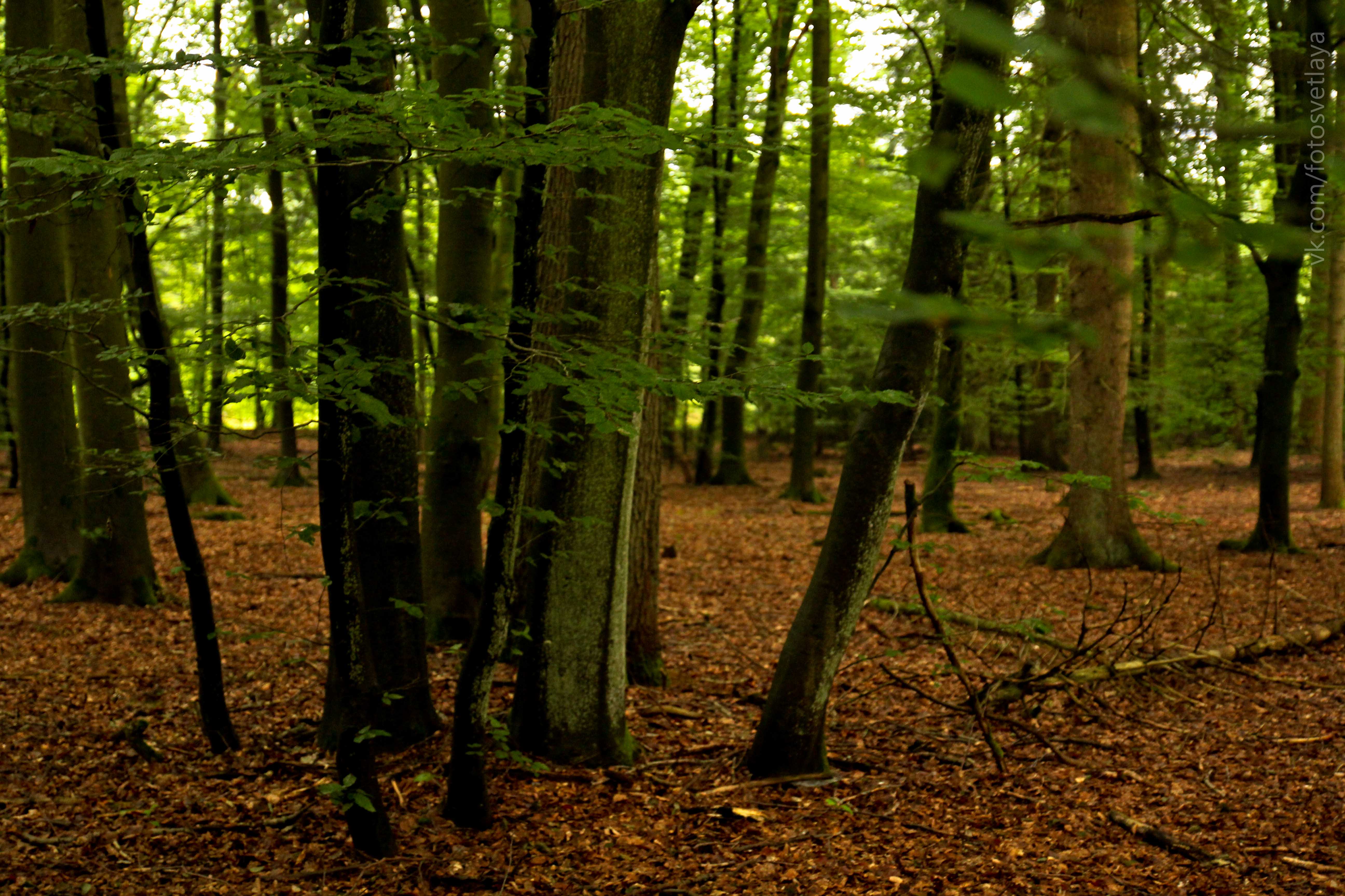old germany forest